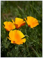 031 California  Sterling Pointe Equestrian Staging Area is part of Placer County Parks - Californian Poppy