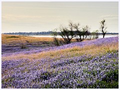 056 California  Folsom Reservoir in Flower