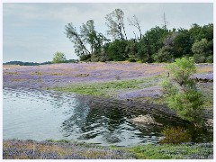 061 California  Folsom Reservoir in Flower