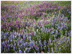 064 California  Folsom Reservoir in Flower