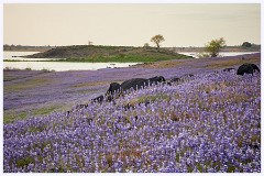 065 California  Folsom Reservoir in Flower
