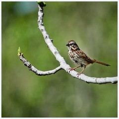 072 California  Folsom Walk - Song Sparrow