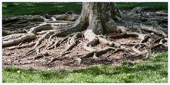074 California  Folsom Walk - Tree Roots