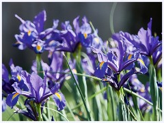 075 California  Folsom Walk - Irises