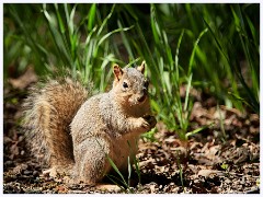 076 California  Squirrel
