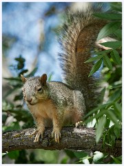 078 California  Squirrel