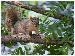 079 California  Squirrel