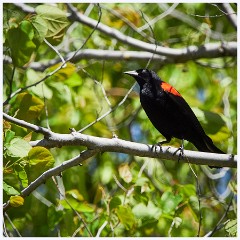 086 California  Local Birds - Red Winged Blackbird
