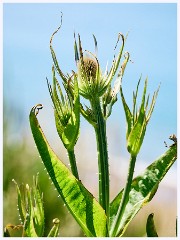 004 Burton Bradstock, Hive Beach  Thistle