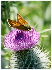 005 Burton Bradstock, Hive Beach  Skipper