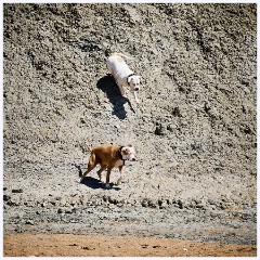 009 Burton Bradstock, Hive Beach  Dogs Playing