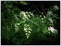 005 Cerne Abbas  Interesting Spiders Web