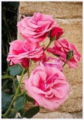 014 Cerne Abbas  Roses