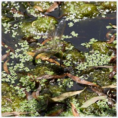 018 Cerne Abbas  Camouflaged Dragonfly