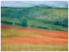 020 Cerne Abbas  Poppy Fields at Up Cerne