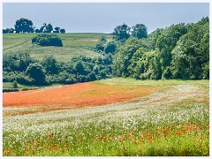 021 Cerne Abbas  Poppy Fields at Up Cerne