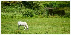 022 Cerne Abbas  Minterne Gardens in Minterne Magna, Cerne Valley