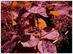 024 Cerne Abbas  Smoke Bush