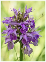 025 Cerne Abbas  Orchid