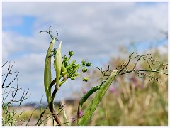 001 Chesil Beach  Looking towards the Road alongside the Car Park