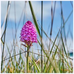 002 Chesil Beach  Orchid on the edge of the Car Park
