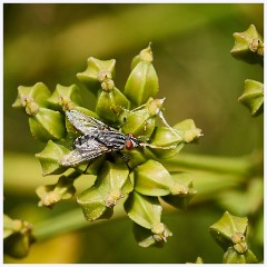 004 Chesil Beach  Fly