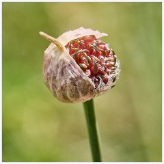 006 Chesil Beach  Flowerhead Soon to be
