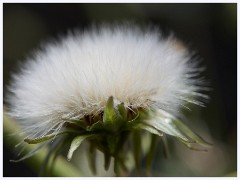 007 Chesil Beach  End of the Flower
