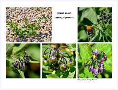 009 Chesil Beach  Various Stages of the Climbing Nightshade