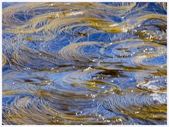 017 Portland Bill  Seaweed