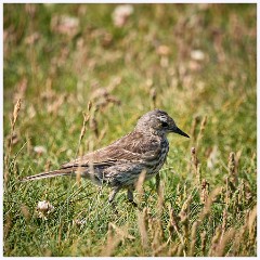 023 Portland Bill  Bird
