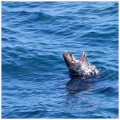 024 Portland Bill  Seal Enjoying his Display
