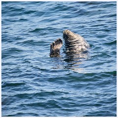 025 Portland Bill  Happy Seal