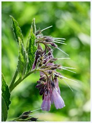 008 Higher Kingcombe  Kingcombe Centre