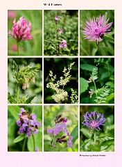 009 Higher Kingcombe  Wild Flowers Kingcombe Centre