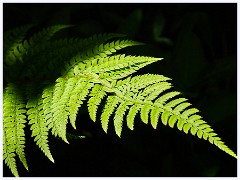 011 Higher Kingcombe  Fern in Sun and Shade