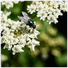 013 Higher Kingcombe  Fly