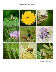 014 Higher Kingcombe  Flowers and Insects