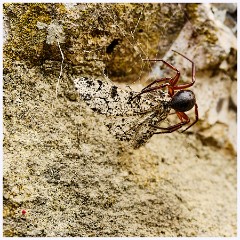 015 Higher Kingcombe  False Widow Spider Eating a Moth