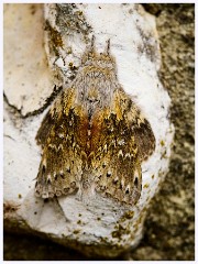 016 Higher Kingcombe  Moth