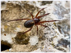 017 Higher Kingcombe  False Widow Spider