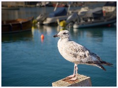 017 Lyme Regis  Seagull on Guard