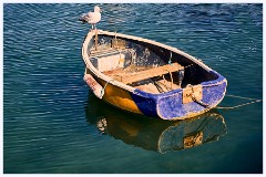 020 Lyme Regis  Seagull on Guard