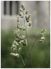 004 Tyneham Village  Grasses