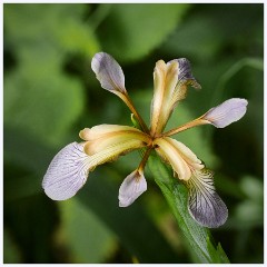 012 Tyneham Village  Iris