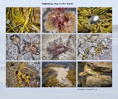 035 Kimmeridge Bay  Small pictures of the Seaweeds
