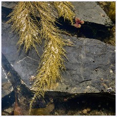 036 Kimmeridge Bay  Seaweed