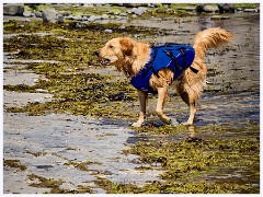037 Kimmeridge Bay  Dog enjoying its Day Out
