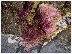 038 Kimmeridge Bay  Colourful Seaweed