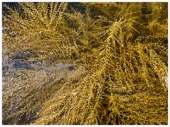 039 Kimmeridge Bay  Colourful Seaweed